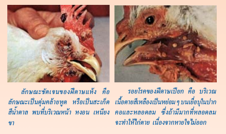 ยุงเยอะยุงกัดไก่ ระวัง!โรคฝีดาษไก่